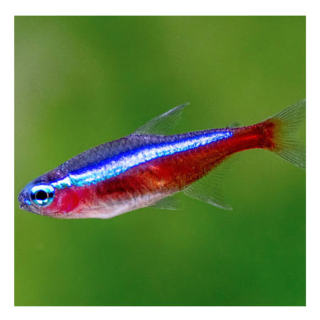 Cardinal Neon Tetra Fish