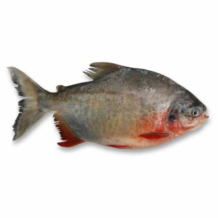 Red-Billied Pacu Fish