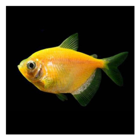 Tetra Yellow Fish